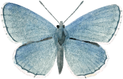 mariposa