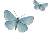 mariposas